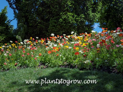 Wonderland Iceland Poppy (Papaver nudicaule)